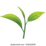 Green Tea Orthodox | Premium Natural & Healthy Leaf Tea